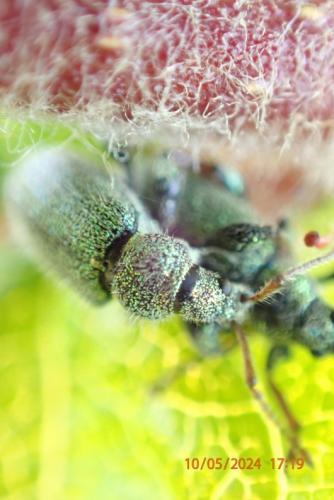 Réf. 342 417 : Phyllobius sp.